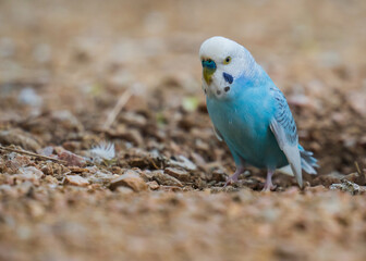 Cute little love birds in the park