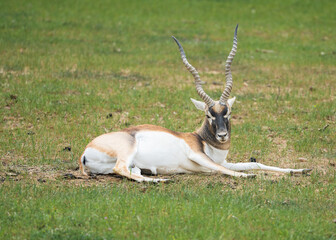 Deers and Antlers in the wild