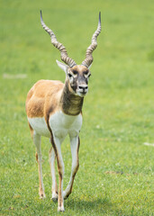 Deers and Antlers in the wild