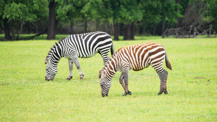 Zebras roaming in the wild
