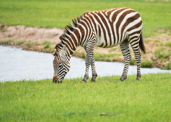 Zebras roaming in the wild