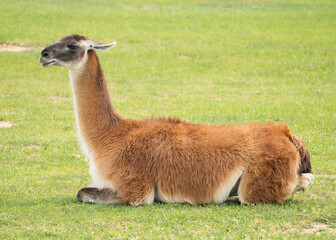 LLAMA roaming in the wild