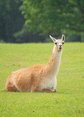 LLAMA roaming in the wild