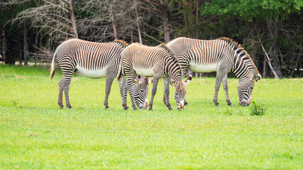 Zebras roaming in the wild