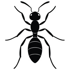 vector illustration of a black and white beetle