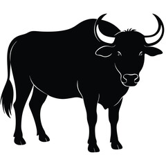 black bull isolated on white