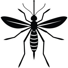 vector mosquito isolated on white