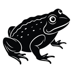 frog on white background