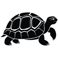 turtle on a white background