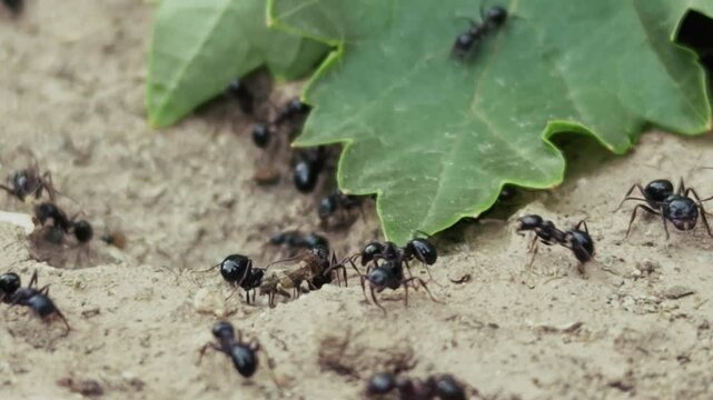 Animal Insect Ants on Soil Ground