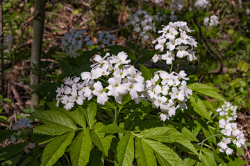 Anemone dei boschi in appennino