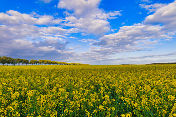 Obraz premium yellow rapeseed field