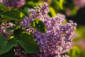purple lilac flowers