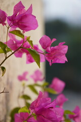 Obraz premium bougainvillea close up