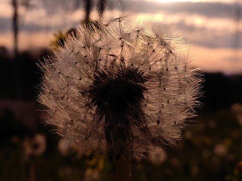 Fluffy dandelion in meadow on the spring sunset light