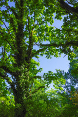 Fototapeta premium Sun rays streaming through tree branches seen from below