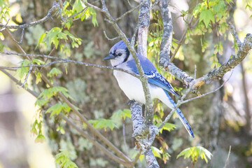 Blue Jay Bird