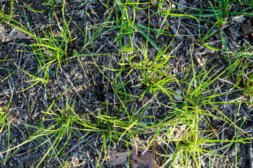 close-up of grass growing back in a prairie after a controlled burn. part of a series, land management concept