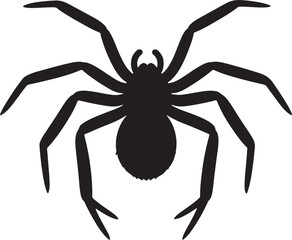 black spider isolated on white background