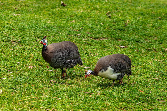 Angola hen walking on the farm lawn