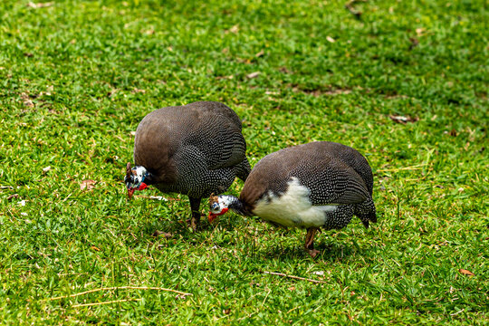 Angola hen walking on the farm lawn