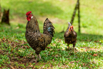 Free range chicken on a traditional poultry farm