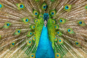 Obraz premium closeup on a peacock on the farm