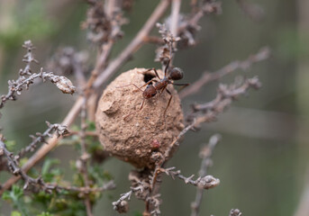 Ant inspecting a potter wasp clay nest in Artaj, Castellón, Spain, interspecific interaction in Mediterranean habitat.
