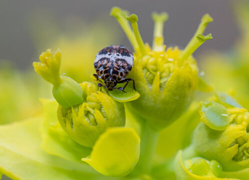 Anthrenus sp. carpet beetle on natural surface, a common dermestid species associated with stored materials and domestic habitats.
