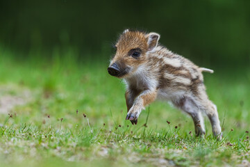 little wild boar (Sus scrofa) run from close range