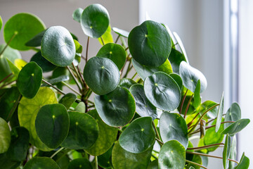 Pilea peperomioides with round leaves, lush bush of Chinese money plants at home, closeup view. Decorative houseplant in interior of house. Indoor garden concept