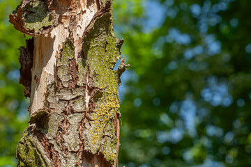 Close-up of textured tree bark with green moss and yellow lichen in a sunlit forest. Natural surface detail with a blurred bokeh background
