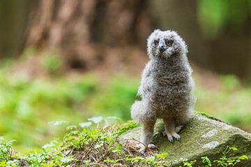 male Eurasian eagle-owl (Bubo bubo) looks like a ghost