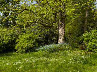 peaceful forest edge with lush green trees and small blue wildflowers. sense of natural beauty, tranquility, and quiet relaxation. art