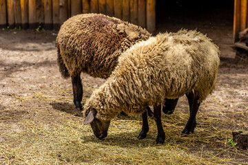 Sheep grazing on fence at the farm