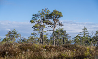 Seli, Estonia: May 04 2025: Typical bog landscape in nature reserve – floating peat moss mat, soft mossy ground, swamp hollow, poor bonsai pines, and bright blue sky with white clouds on a clear day.