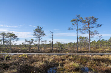 Seli, Estonia: May 04 2025: Typical bog landscape in nature reserve – floating peat moss mat, soft mossy ground, swamp hollow, poor bonsai pines, and bright blue sky with white clouds on a clear day.