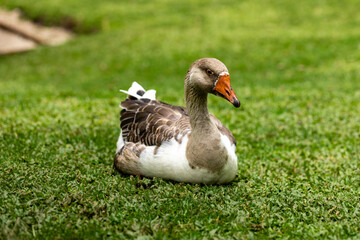 Closeup on goose lying on the lawn on sunny day