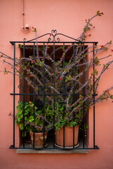 Potted Plants on Window Ledge, Spain