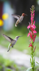 Obraz premium Hummingbird pair gracefully hovering near vibrant cardinal flower in natural setting
