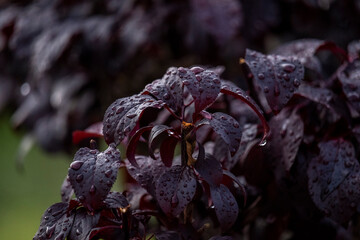 Macro close up de folhas vermelhas na chuva