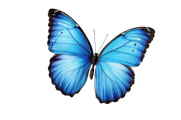 A single blue butterfly with open wings displayed against a dark background in a close up shot image
