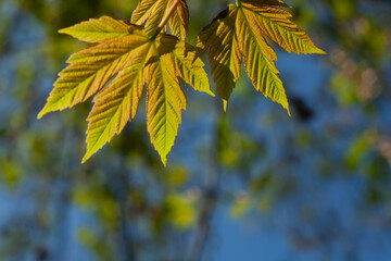 Young maple leaves glowing in spring sunlight against a vivid blue sky. A fresh and vibrant nature detail perfect for seasonal, botanical, or eco-themed designs