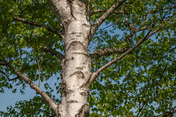 Trunk and branches of a silver birch tree with fresh green leaves in spring. Natural bark texture and foliage captured against a blue sky