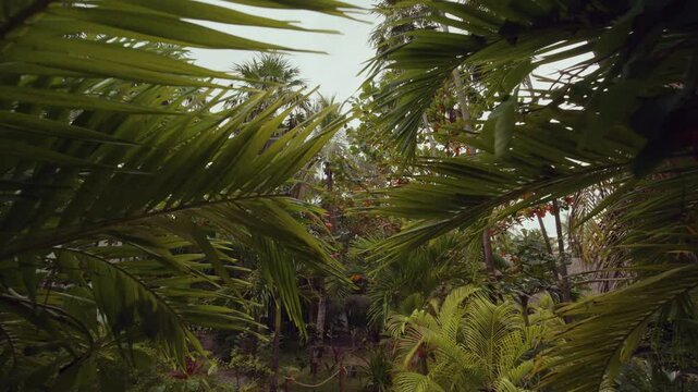 Lush Mexican jungle scenery with dynamic camera movement through dense green foliage and towering tropical trees in natural daylight