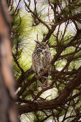 Great horned owl (Bubo virginianus) perched on a slash pine tree branch in Dunedin, Florida against a natural blurry background of tree branches and pine foliage