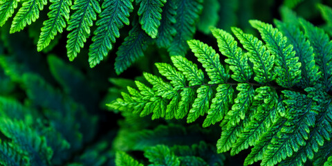 Vibrant Green Fern Leaves Closeup