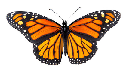 Naklejka premium A detailed close-up of a vibrant monarch butterfly with orange and black wings, isolated on white background