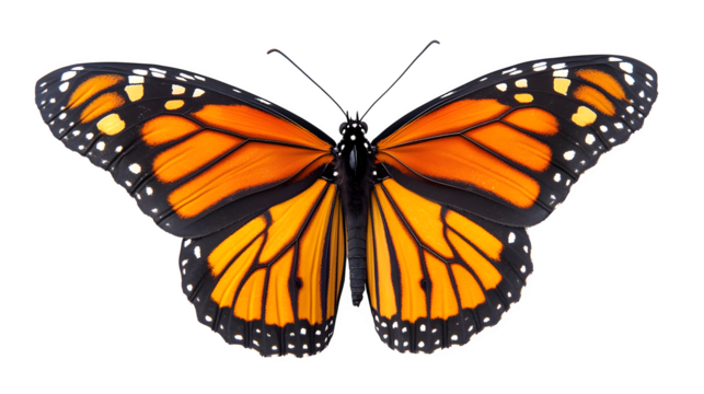 A detailed close-up of a vibrant monarch butterfly with orange and black wings, isolated on white background