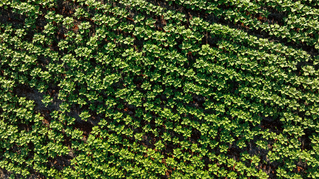 top view of soybean plantation at dusk